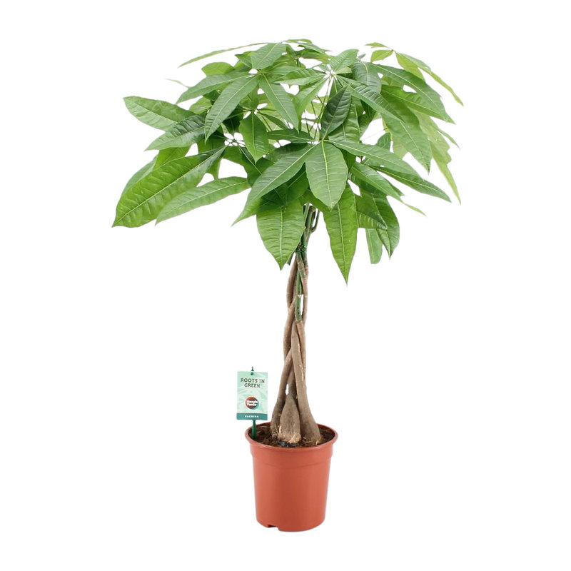 Pachira met gevlochten stam (PAV19 - 19x90 cm)