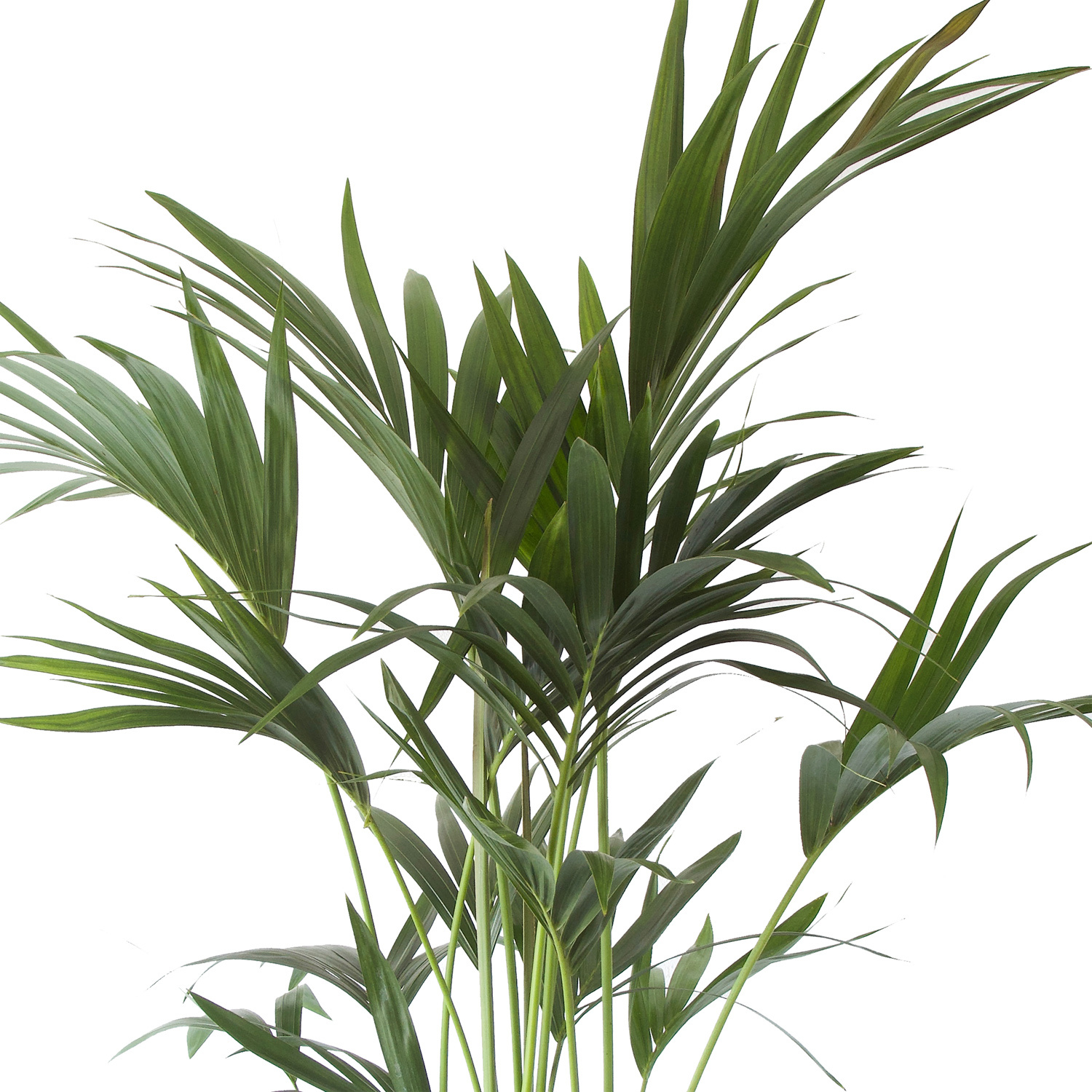 Kentia Palm in ELHO sierpot (Brussels Round wit) (A 19 - 90 - 20x90 cm)