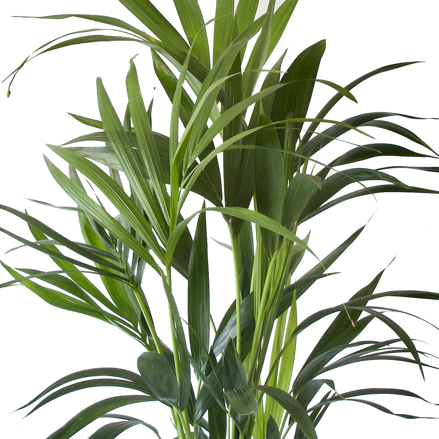 Kentia Palm in ELHO sierpot (Brussels Round wit) (A 19 - 90 - 20x90 cm)