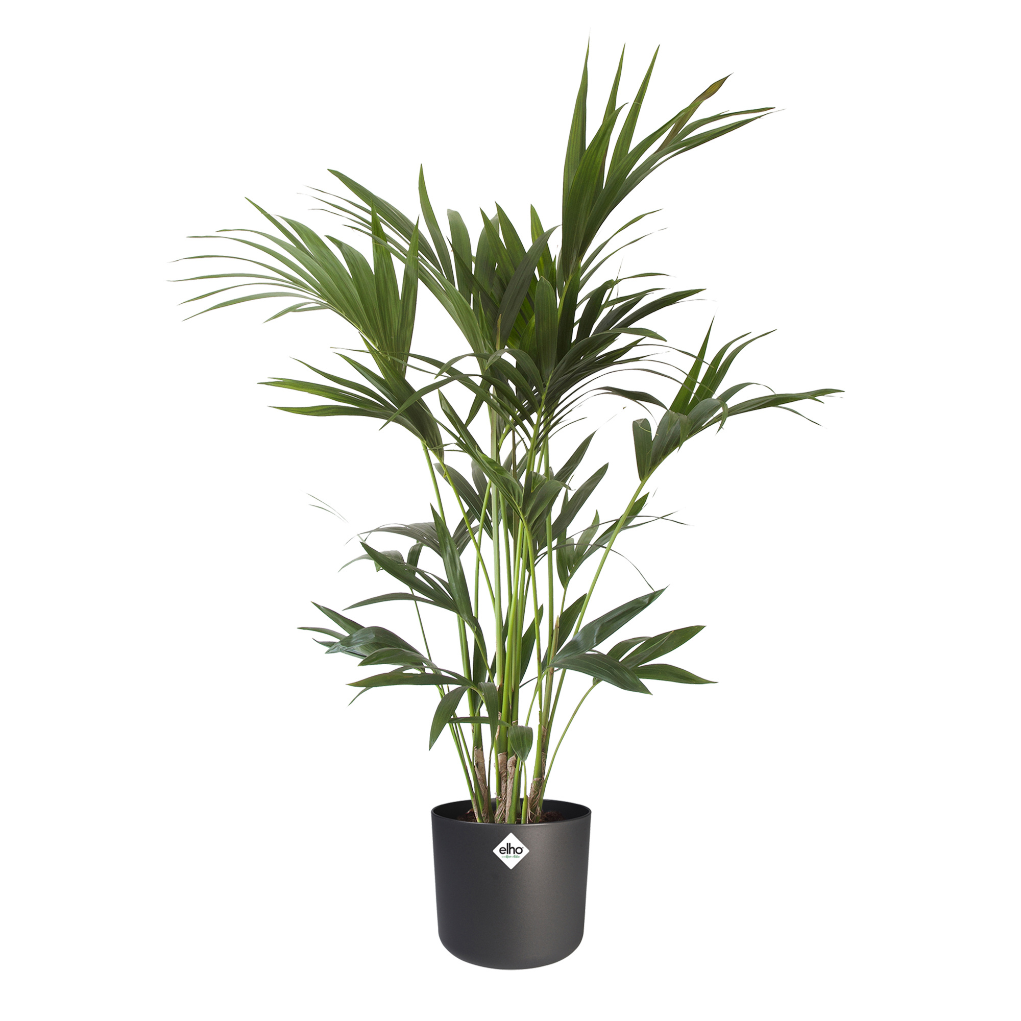 Kentia Palm in ELHO b.for soft sierpot (antraciet) (A 21 – 110 - 22x110 cm)