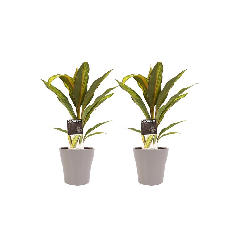 Decorum Duo 2x Cordyline Kiwi met Anna taupe (2x40 cm)