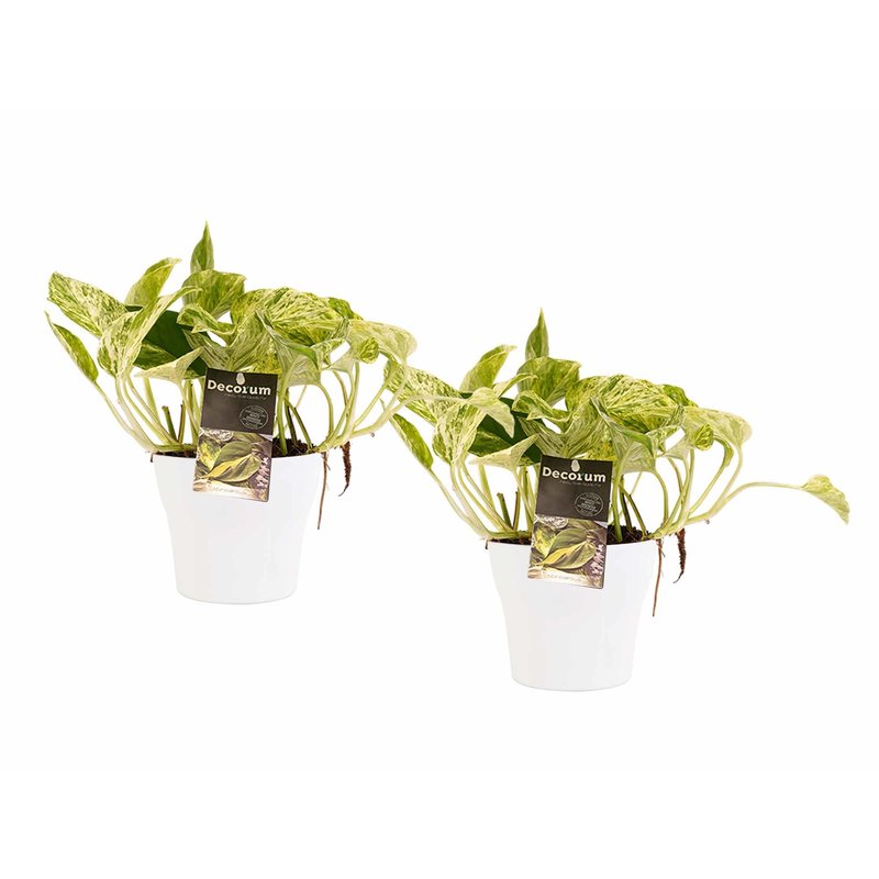 Decorum Duo Scindapsus Marble Queen met potten Anna White (12x15 cm)