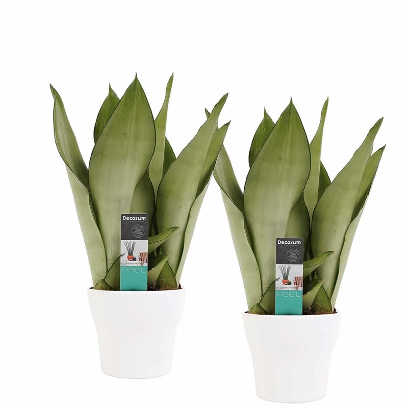 Decorum Duo Sansevieria Moonshine met Anna White potten (SM12D - 12x30 cm)