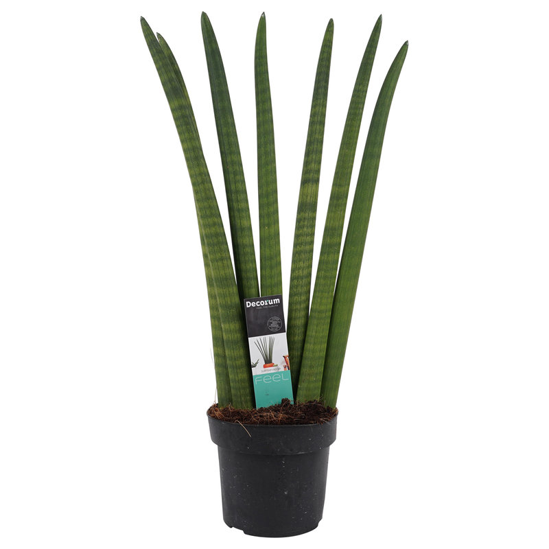 Decorum Sansevieria Cylindrica (SC12D - 12x35 cm)