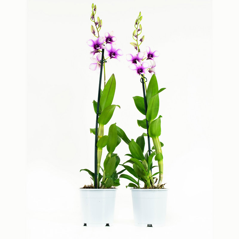 Dendrobium Sa-nook Polar Fire (DEPO160 - 11x55 cm)