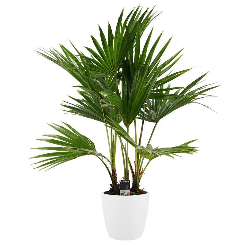 Decorum Livistona rotundifolia 3pp met Elho brussels white (240182 - 24x100 cm)