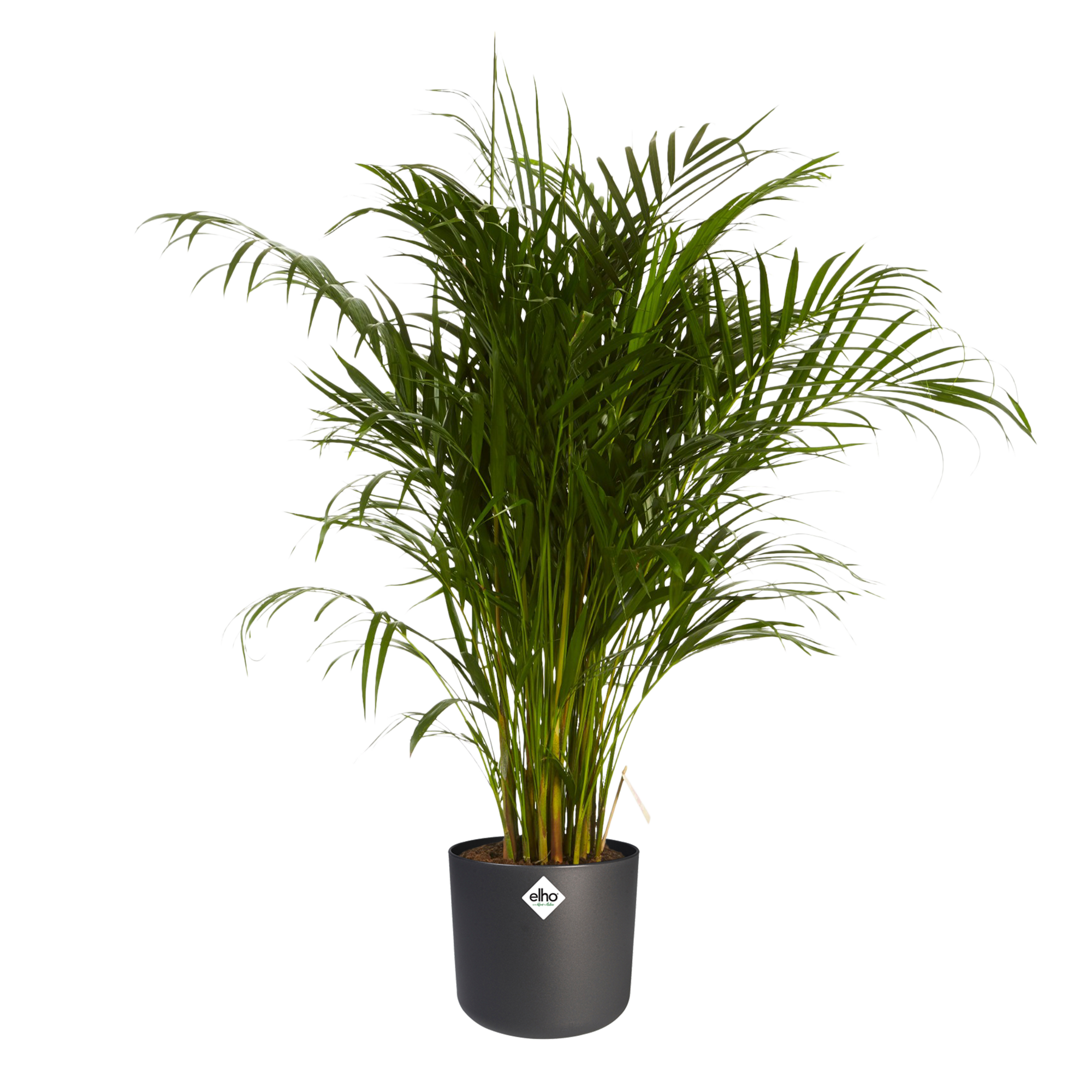 Goudpalm in ® ELHO b.for soft sierpot (Dypsis Lutescens - 24x125 cm)