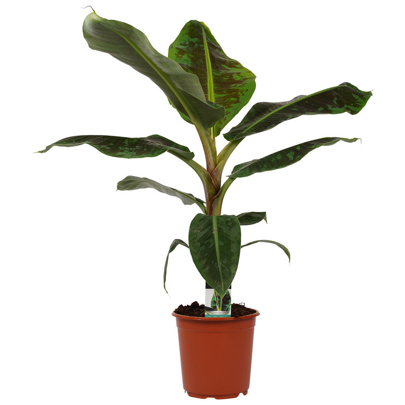 Decorum Musa Dwarf Cavendish (DPmusa21 - 21x80 cm)