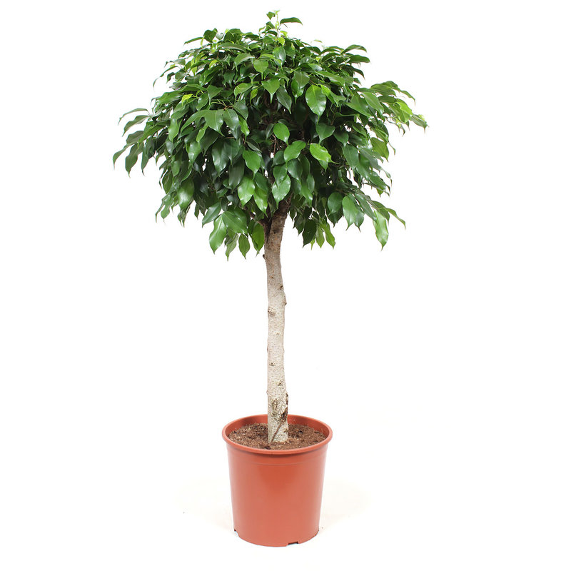 Ficus Columnar (Ficus benjamina columnar - 30x105 cm)