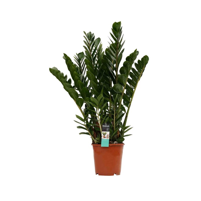Decorum Zamioculcas (35534 - 21x90 cm)