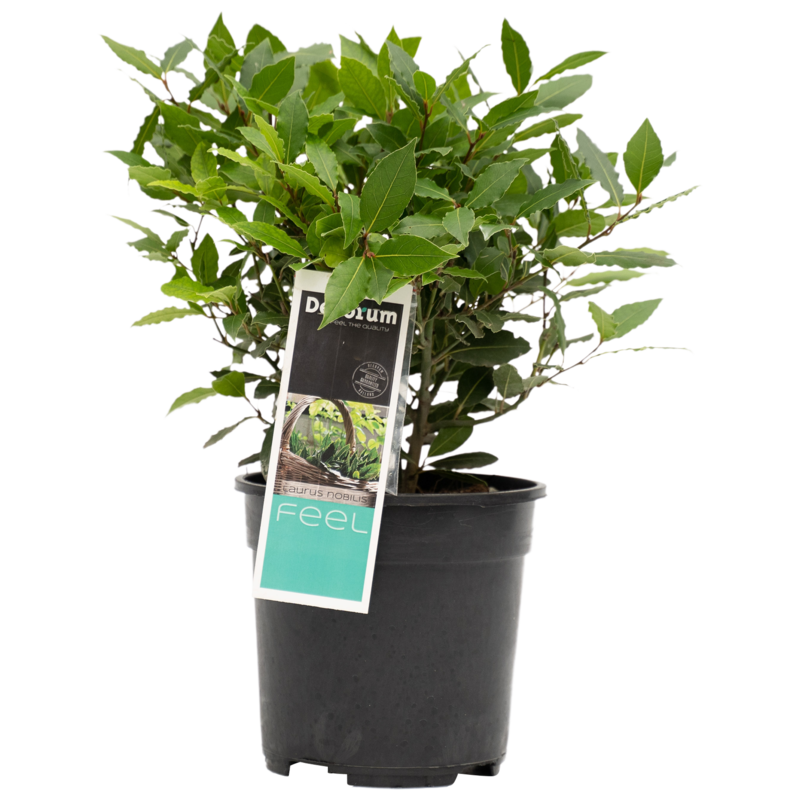 Decorum Laurus nobilis (Ko2035d - 20x35 cm)