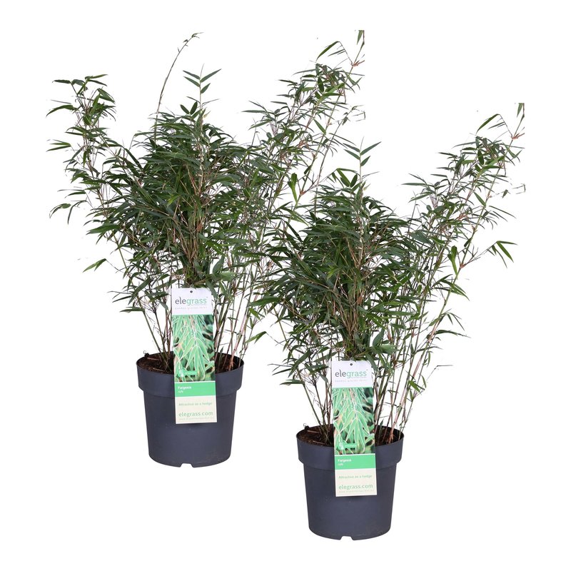Duo ‘Fargesia Rufa’ (Bamboe) (FARUFA23 - 23x70 cm)