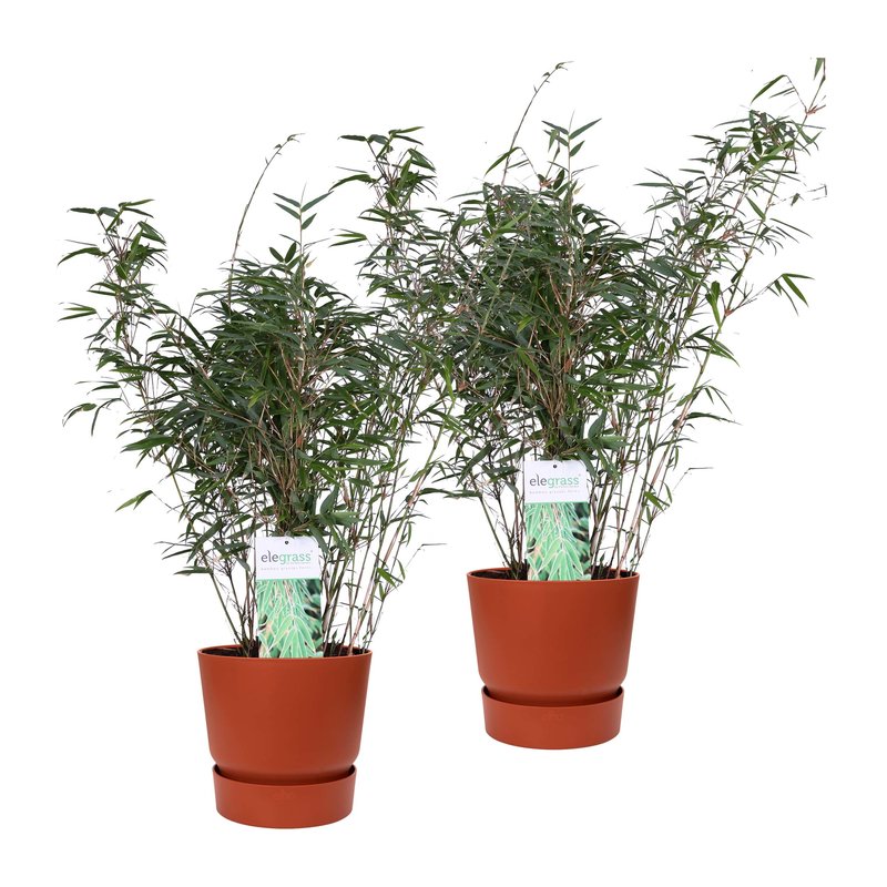 Duo ‘Fargesia Rufa’ (Bamboe) in ELHO outdoor sierpot Greenville (brique) (FARUFA23 - 25x70 cm)