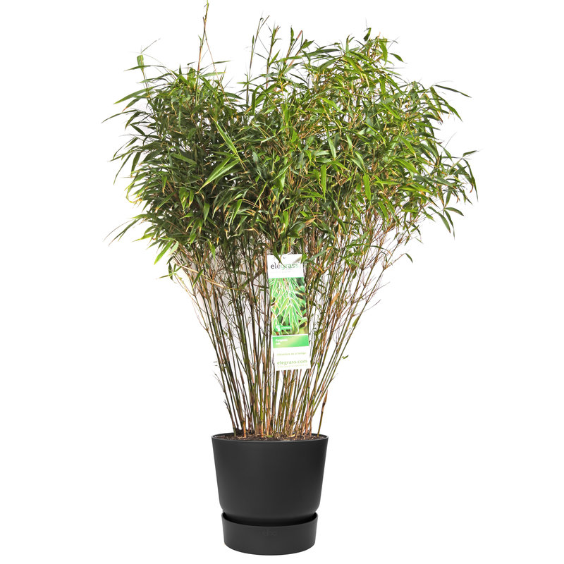 ‘Fargesia Rufa’ (Bamboe) in ELHO outdoor sierpot Greenville (zwart) (FARUFA29 - 30x80 cm)