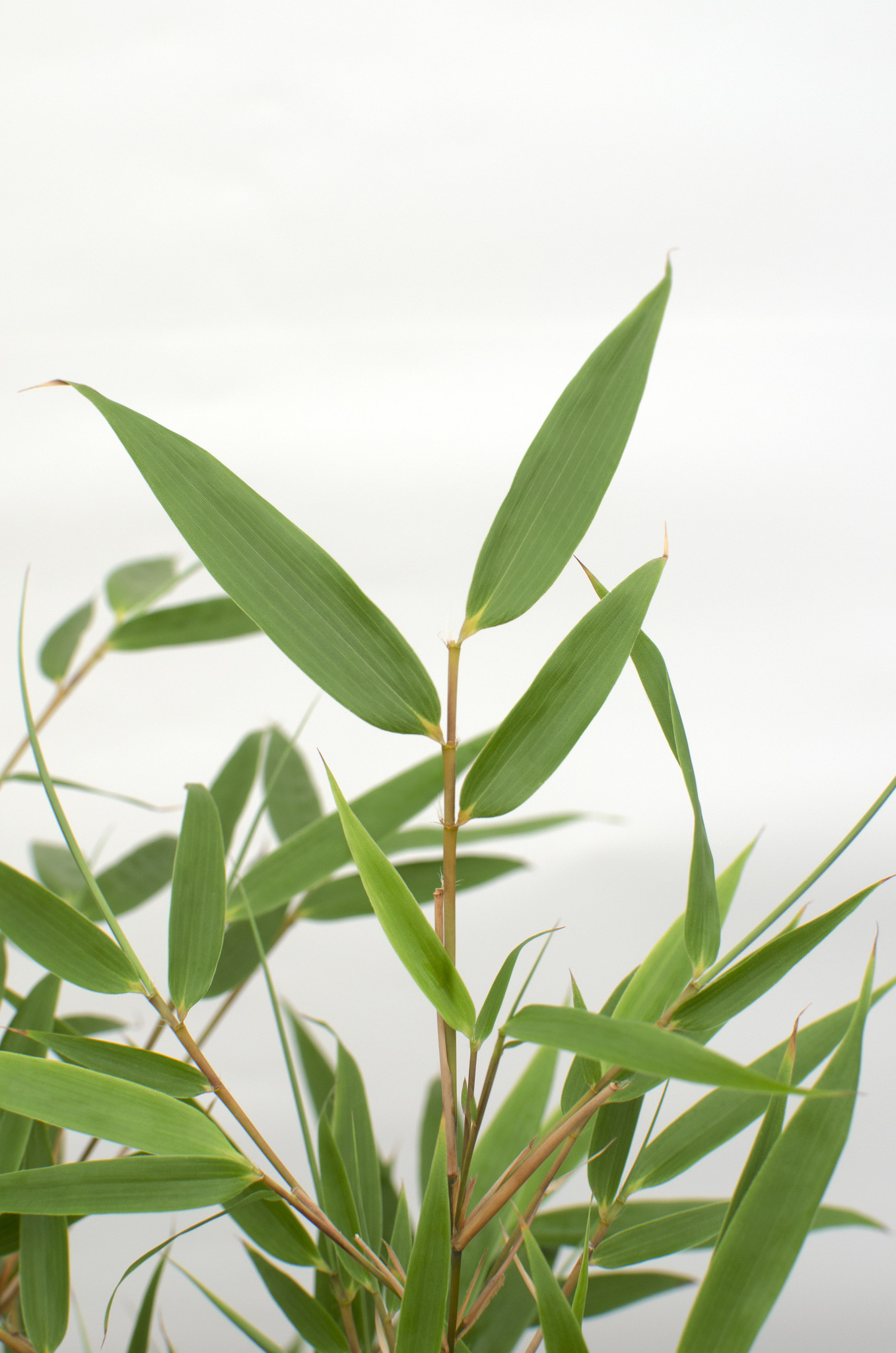 ‘Fargesia Rufa’ (Bamboe) in ELHO outdoor sierpot Greenville (groen) (FARUFA29 - 30x80 cm)