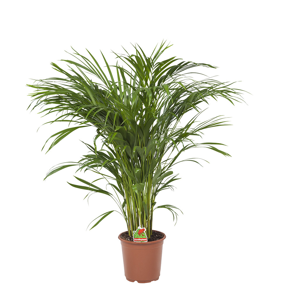 Areca / Dypsis Palm (21x90 cm)