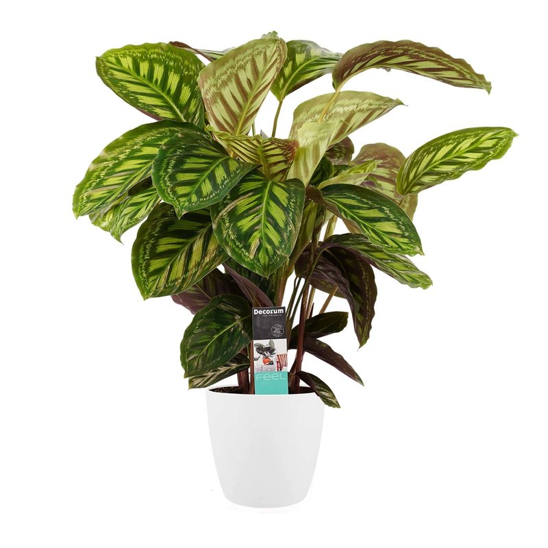 Decorum Calathea Flamestar met Elho brussels white (CAL19FLA21D01 - 19x70 cm)
