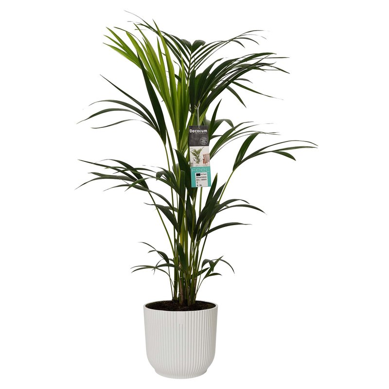 Decorum Kentia Palm in ELHO sierpot Vibes Fold (zijdewit) (22x100 cm)
