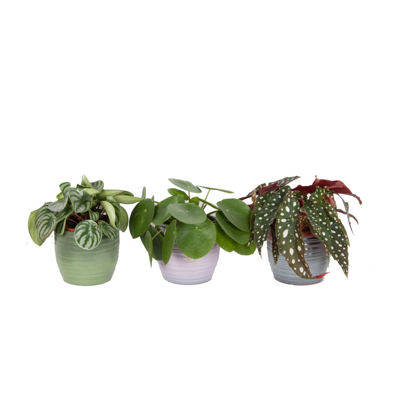 Trio Begonia maculata, Pilea peperomioides en Peperomia Argyreia (12x20 cm)