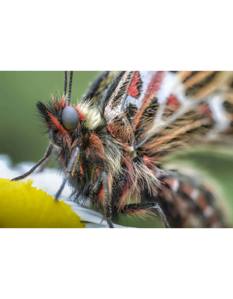 Laowa Venus LAOWA 100mm f/2.8 2X Ultra-Macro APO - Nikon AI