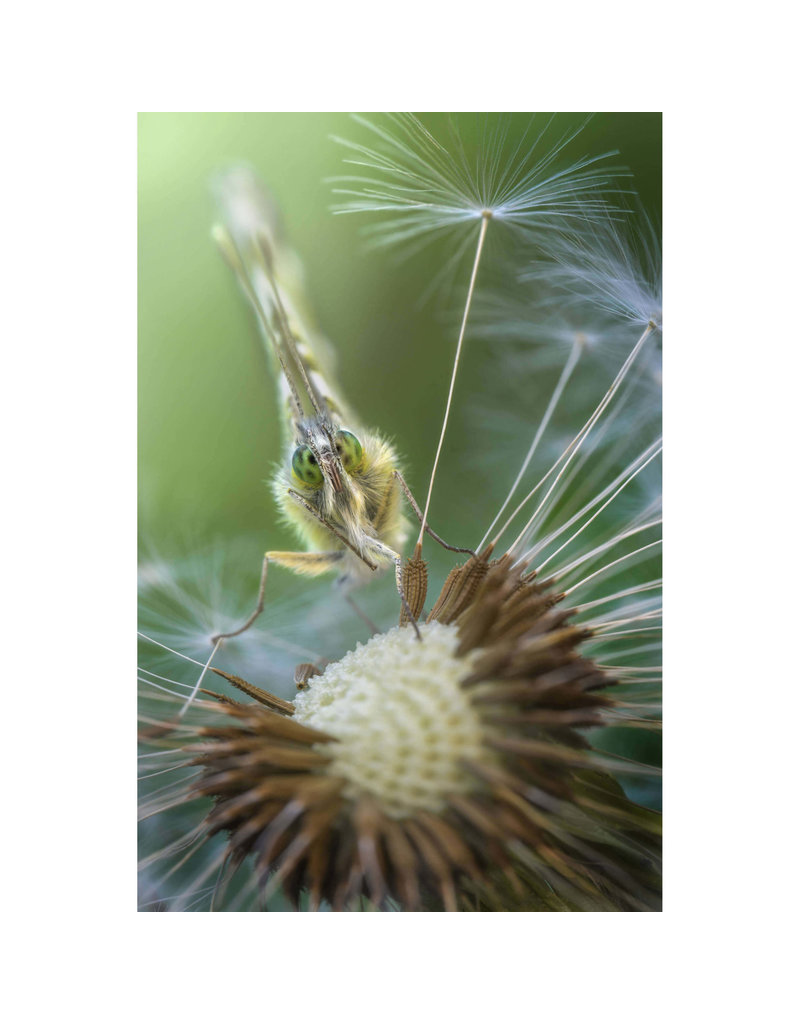 Laowa Venus LAOWA 100mm f/2.8 2X Ultra-Macro APO - Canon EF