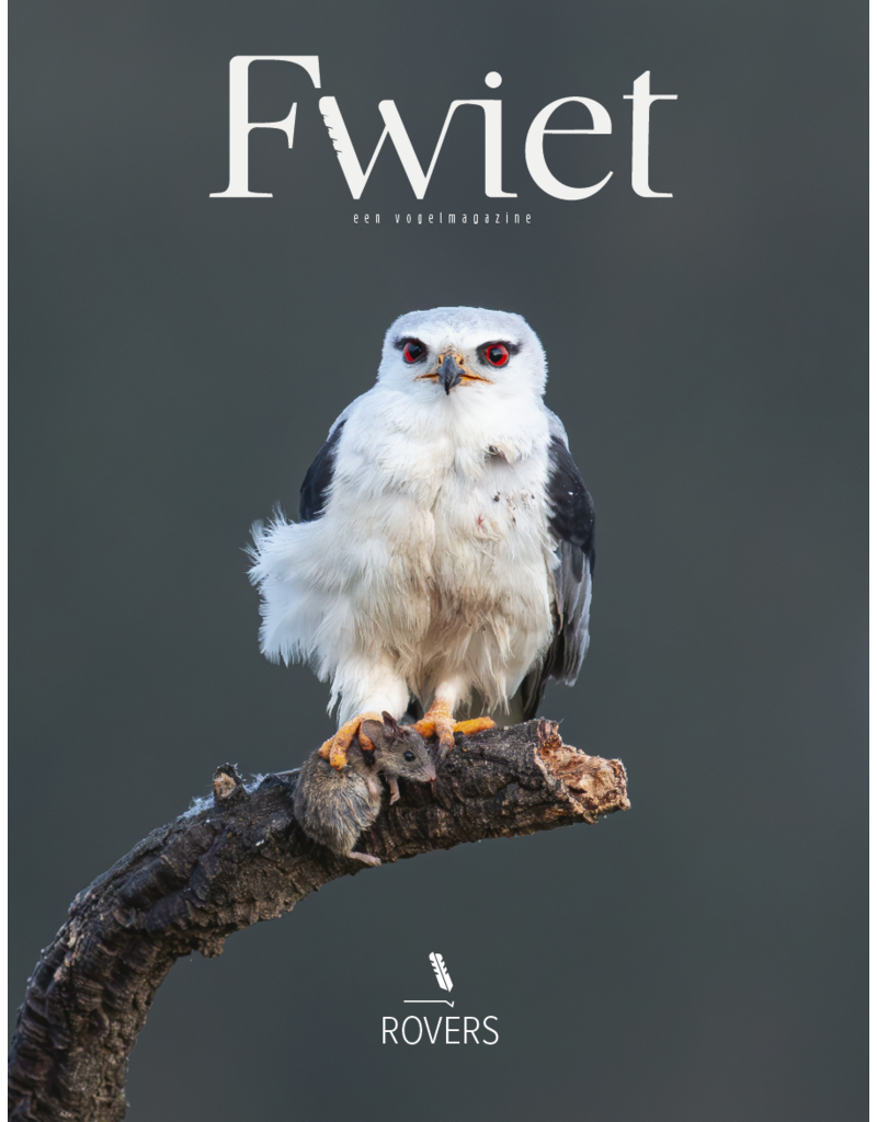 Fwiet Fwiet 11 - Rovers