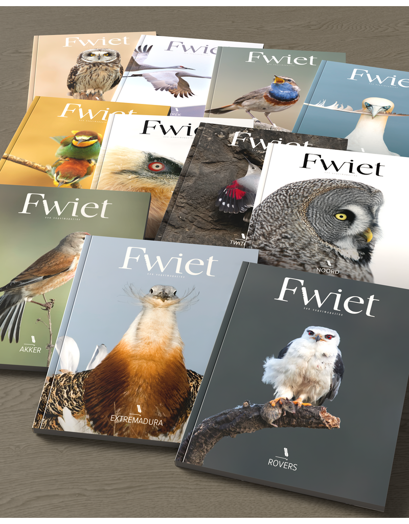 Fwiet Fwiet 11 - Rovers