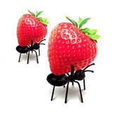 Kikkerland Kikkerland - party picks mieren