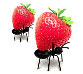 Kikkerland Kikkerland - party picks mieren