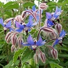 Seedbom Seedbom - starflower Seedbom Seedbom - starflower