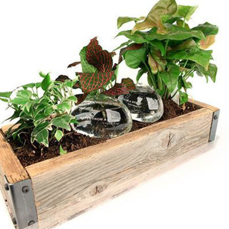 Kikkerland Kikkerland - plantenaccessoire - watersteen Kikkerland Kikkerland - plantenaccessoire - watersteen