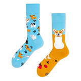 Many mornings Many mornings - sokken - playful dog