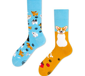 Many mornings Many mornings - sokken - playful dog