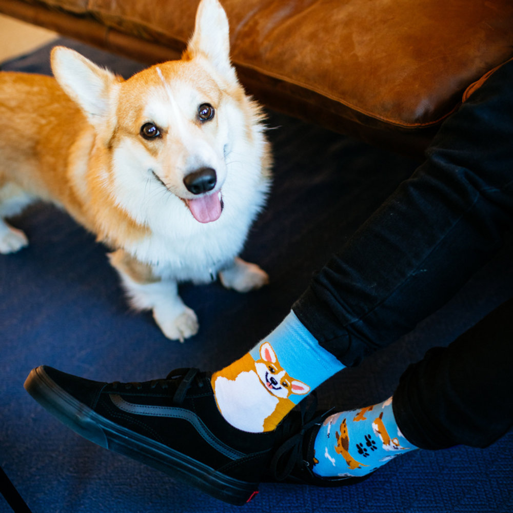 Many mornings Many mornings - sokken - playful dog Many mornings Many mornings - sokken - playful dog