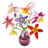 Flatflowers Flat flowers - raamsticker - akelei (30 x30 cm) Flatflowers Flat flowers - raamsticker - akelei (30 x30 cm)