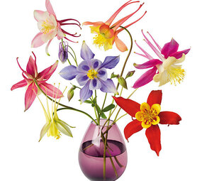 Flatflowers Flat flowers - raamsticker - akelei (30 x30 cm)