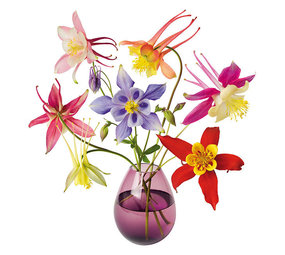 Flatflowers Flat flowers - raamsticker - akelei (30 x30 cm) Flatflowers Flat flowers - raamsticker - akelei (30 x30 cm)
