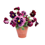 Flatflowers Flat flowers - raamsticker - viooltjes (30 x 30 cm) Flatflowers Flat flowers - raamsticker - viooltjes (30 x 30 cm)