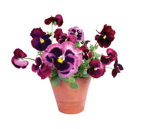 Flatflowers Flat flowers - raamsticker - viooltjes (30 x 30 cm)