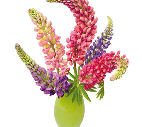 Flatflowers Flat flowers - raamsticker - lupine (30 x 37 cm)