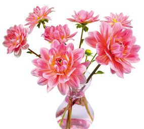 Flatflowers Flat flowers - raamsticker - dahlia (30 x 30 cm)