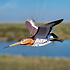 Piet design - vouwkaart - grutto Piet design - vouwkaart - grutto