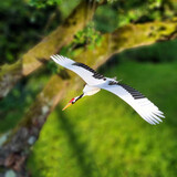 Piet Design Piet design - vouwkaart - kraanvogel