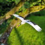 Piet Design Piet design - vouwkaart - kraanvogel Piet Design Piet design - vouwkaart - kraanvogel