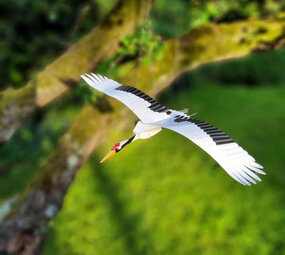 Piet Design Piet design - vouwkaart - kraanvogel