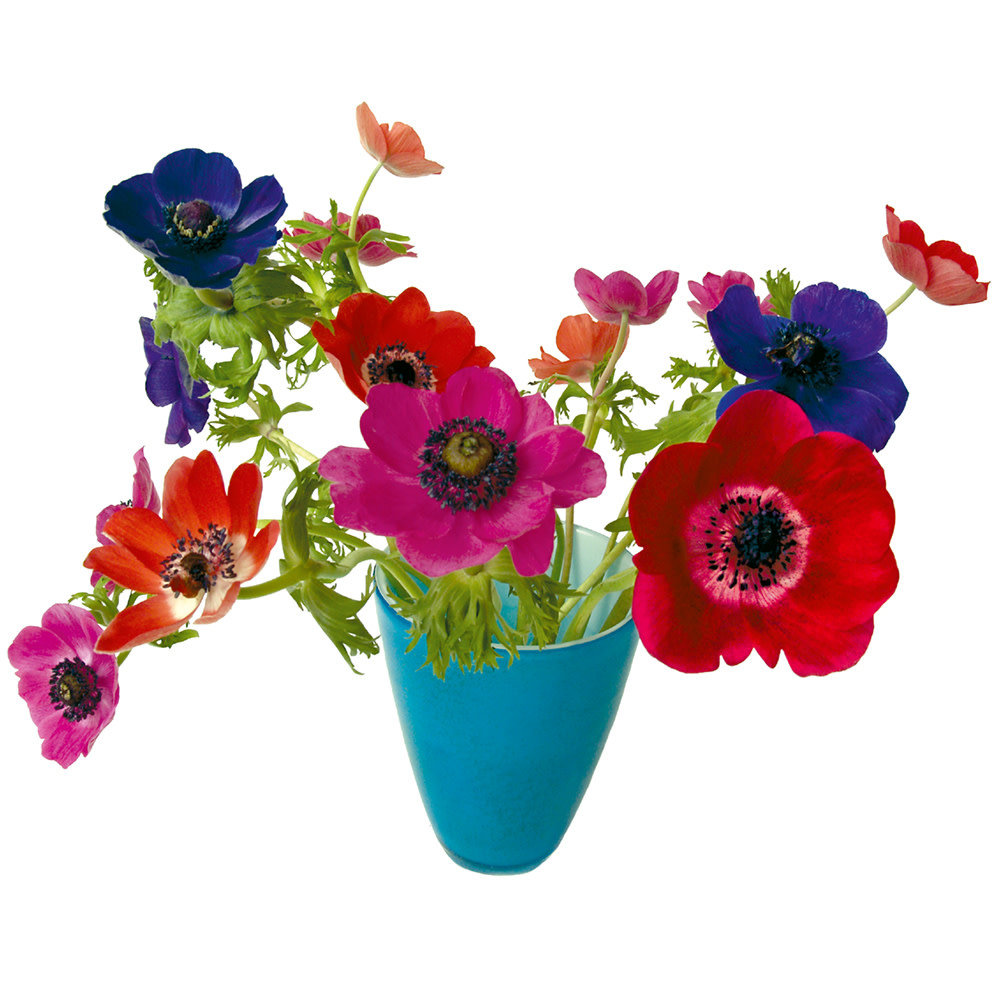 Flatflowers Flat flowers - raamsticker - anemoon blauwe vaas (30 x 37 cm) Flatflowers Flat flowers - raamsticker - anemoon blauwe vaas (30 x 37 cm)