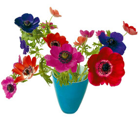 Flatflowers Flat flowers - raamsticker  - anemoon blauwe vaas (30 x 37 cm)