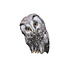 Sticky Tales - muursticker - oehoe de uil Sticky Tales - muursticker - oehoe de uil