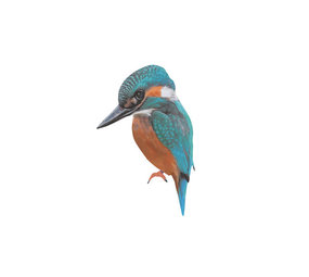 Sticky Tales Sticky Tales - muursticker - ijsvogel Sticky Tales Sticky Tales - muursticker - ijsvogel