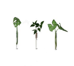 Muurbloempjes Muurbloempjes - magnetisch muurvaasje (3 stuks) - transparant